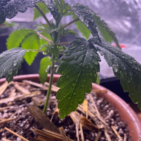 Skunk FOTO growlog timeline photo