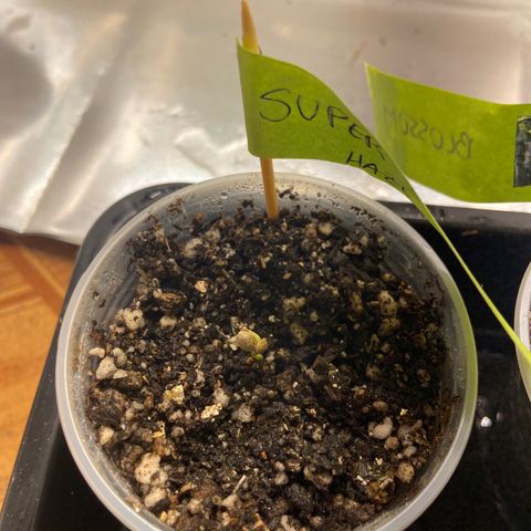 Super lemon haze growlog photo: Após 12h solo e 24h de papel e água 