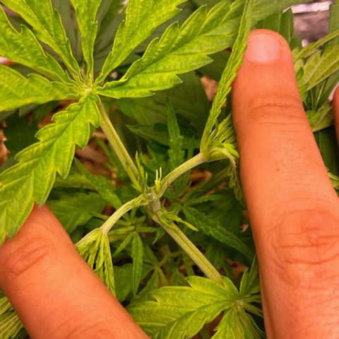  Skunk FOTO growlog photo: Poda top