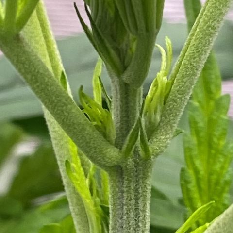  Skunk FOTO growlog photo: Poda top