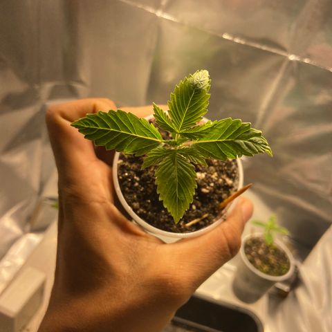 Super lemon haze growlog timeline photo