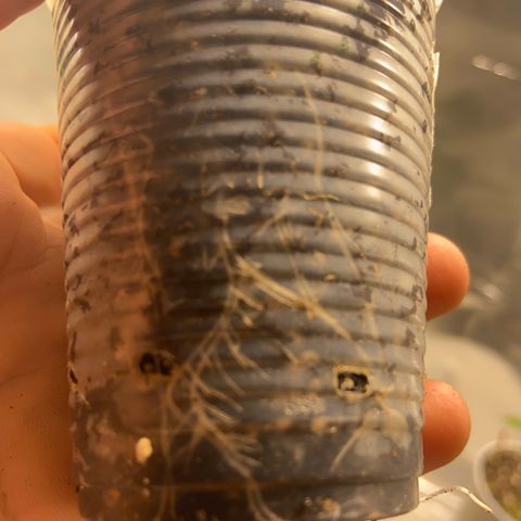 Super lemon haze growlog timeline photo