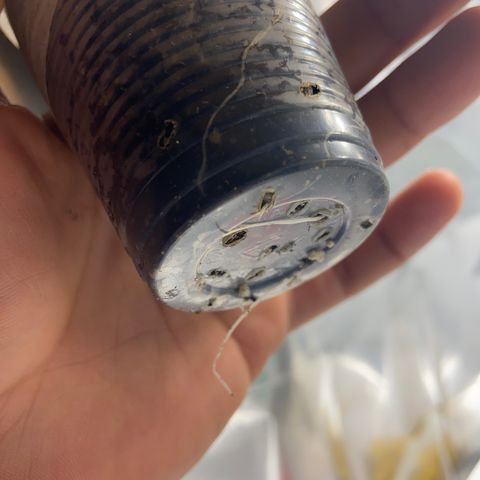 Super lemon haze growlog timeline photo
