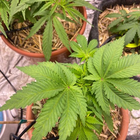 Skunk FOTO growlog timeline photo