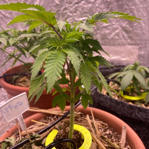 Skunk FOTO growlog timeline photo