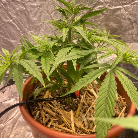  Skunk FOTO growlog timeline photo