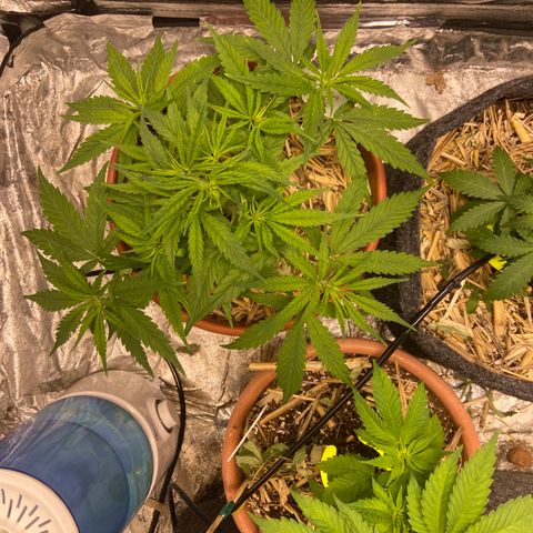  Skunk FOTO growlog timeline photo