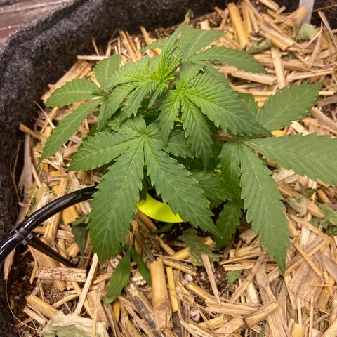 Auto Banana Punch 02 growlog timeline photo