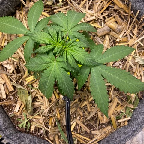 Auto Banana Punch 01 growlog timeline photo