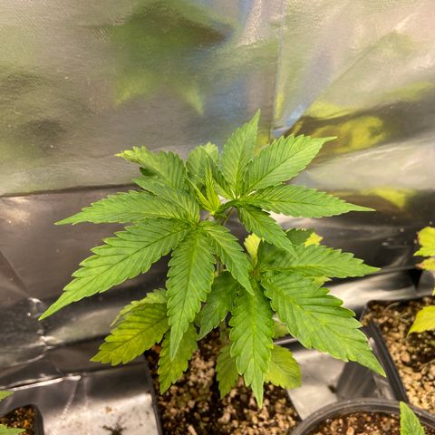 Super lemon haze growlog timeline photo