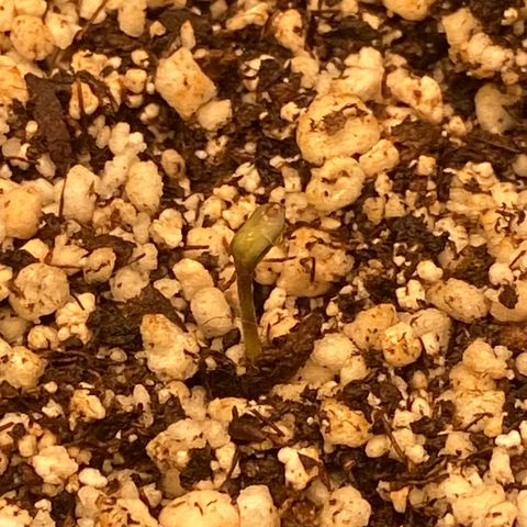 Blossom 01 growlog photo