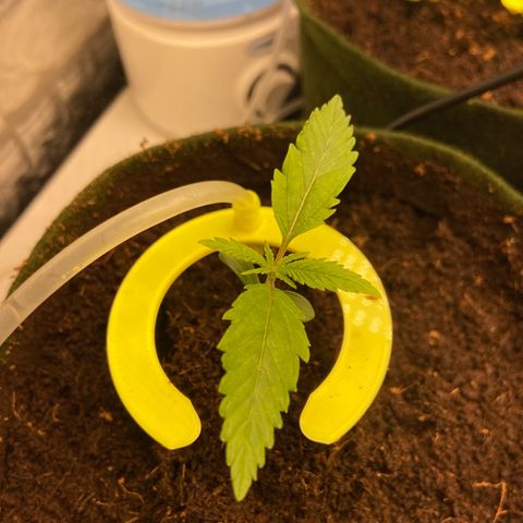 Super Lemon Haze growlog timeline photo