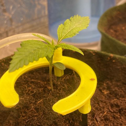 Super Lemon Haze growlog timeline photo
