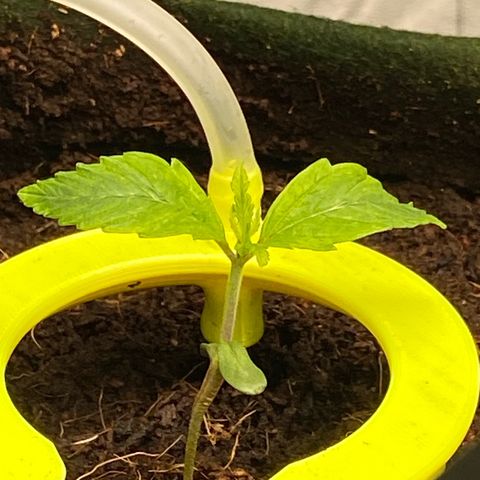 mokum's tulip growlog timeline photo