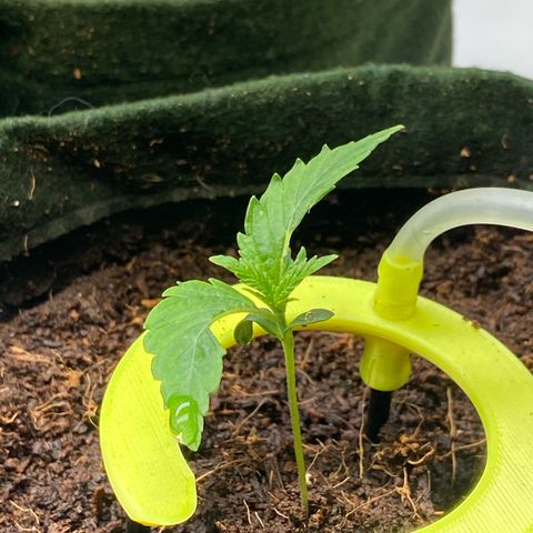 Pineapple Larry OG  growlog timeline photo