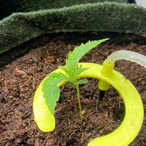 Pineapple Larry OG  growlog timeline photo