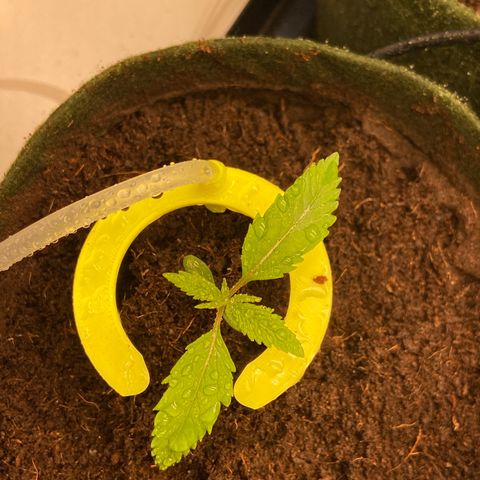 Super Lemon Haze growlog timeline photo
