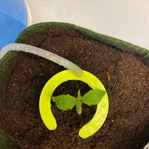 mokum's tulip growlog timeline photo