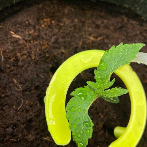 Pineapple Larry OG  growlog timeline photo