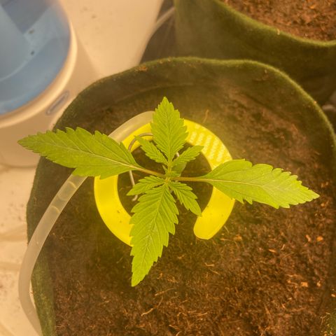 Super Lemon Haze growlog timeline photo
