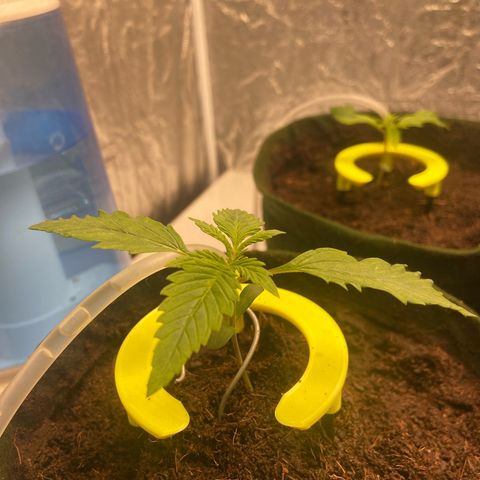 Super Lemon Haze growlog timeline photo