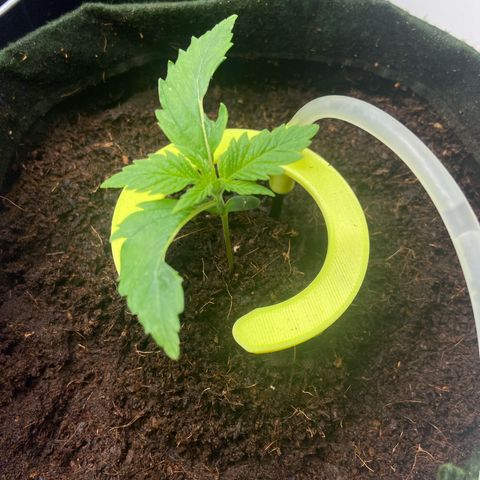 Pineapple Larry OG  growlog timeline photo