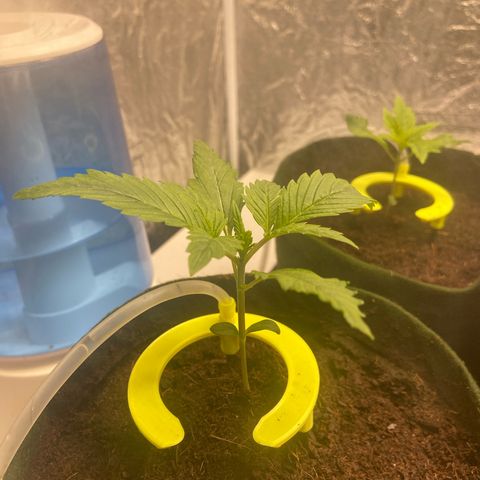 Super Lemon Haze growlog timeline photo