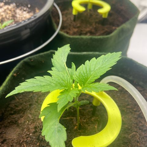 Pineapple Larry OG  growlog timeline photo