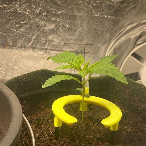 mokum's tulip 02> growlog timeline photo