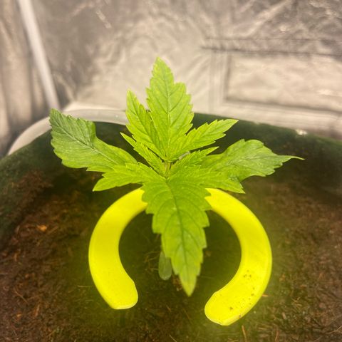 mokum's tulip growlog timeline photo