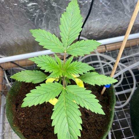 Super Lemon Haze growlog timeline photo