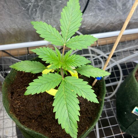 Super Lemon Haze growlog timeline photo