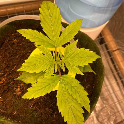 mokum's tulip growlog timeline photo
