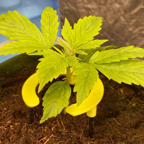 mokum's tulip growlog timeline photo