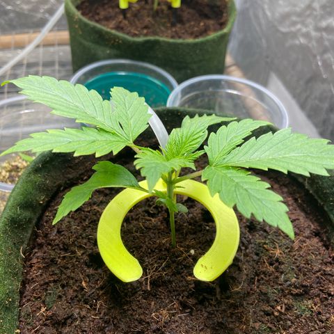 Pineapple Larry OG  growlog timeline photo