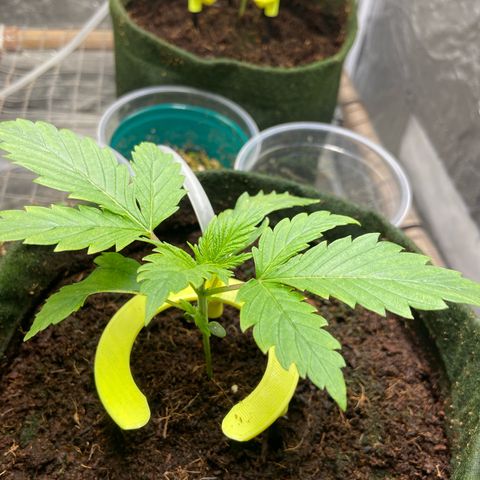 Pineapple Larry OG  growlog timeline photo