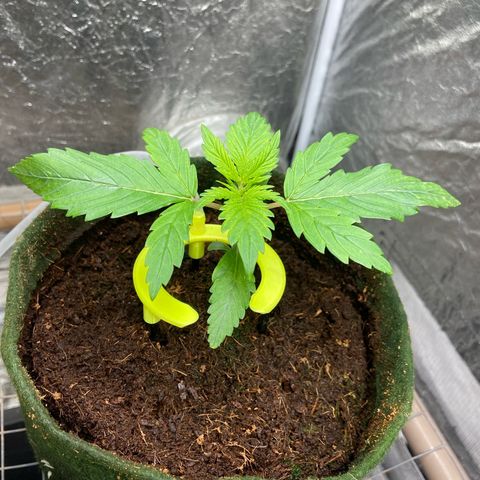 mokum's tulip 02> growlog timeline photo
