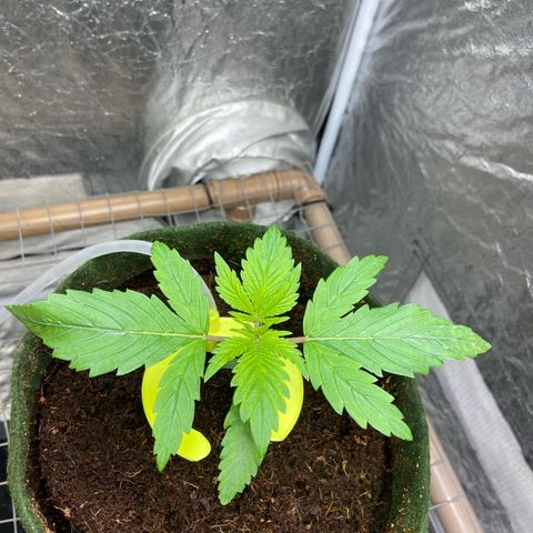 mokum's tulip 02> growlog timeline photo