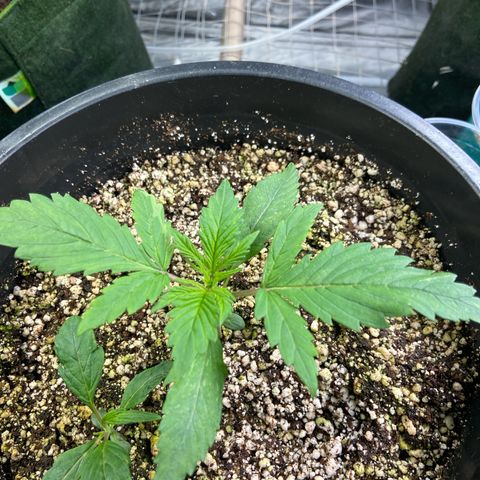 TDH 01 growlog timeline photo