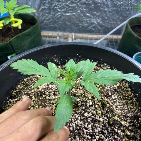TDH 01 growlog timeline photo
