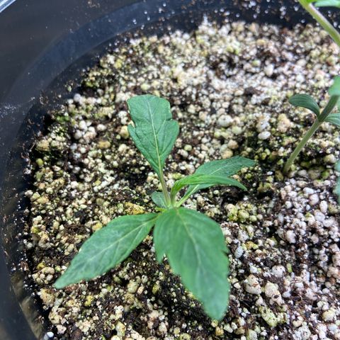 TDH 02 growlog timeline photo