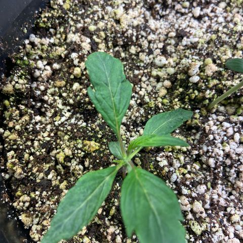 TDH 02 growlog timeline photo