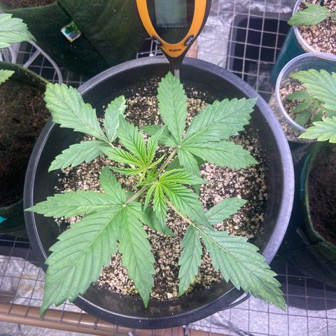 TDH 01 growlog timeline photo