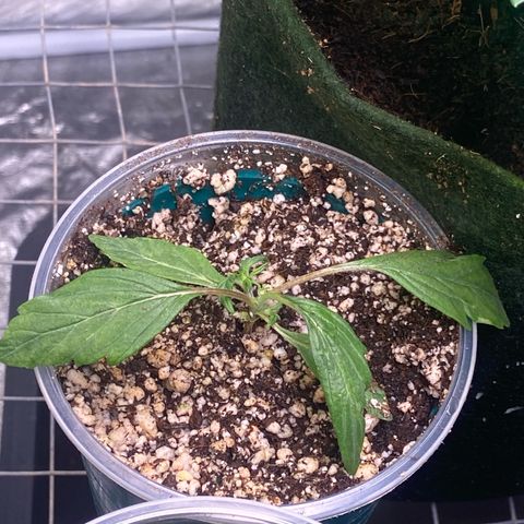 TDH 02 growlog timeline photo