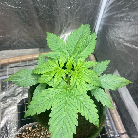 mokum's tulip 02> growlog timeline photo