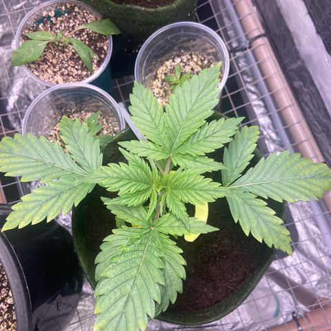 Pineapple Larry OG  growlog timeline photo