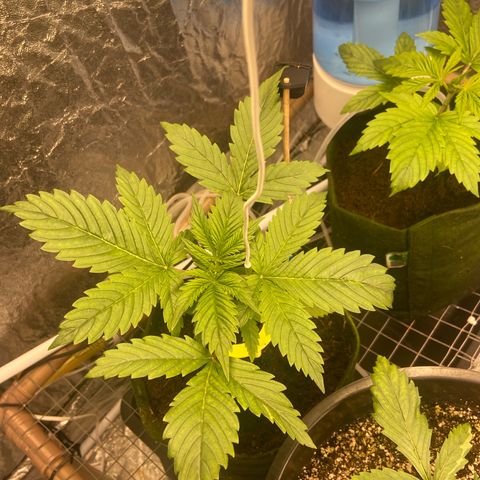 Super Lemon Haze growlog timeline photo