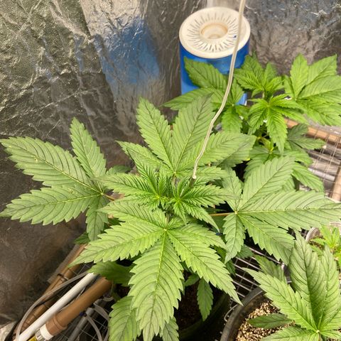 Super Lemon Haze growlog timeline photo