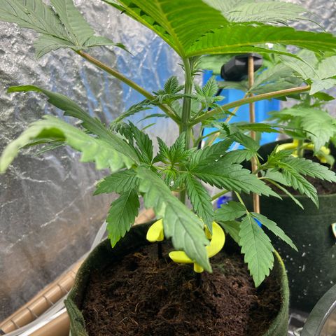 Super Lemon Haze growlog timeline photo