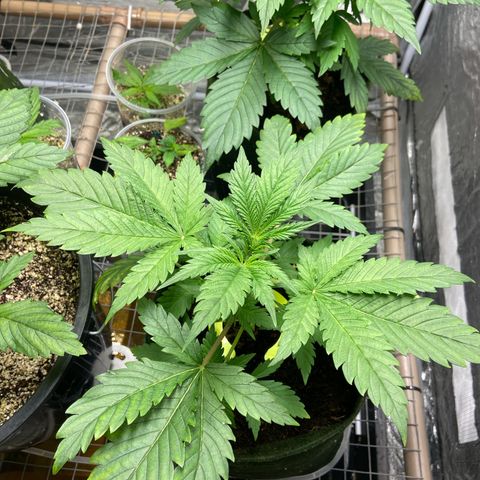 Pineapple Larry OG  growlog timeline photo